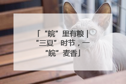 “皖”里有粮｜“三夏”时节，一“皖”麦香