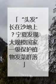 “头发”长在沙地上？宁夏发现大规模国家一级保护植物发菜群落