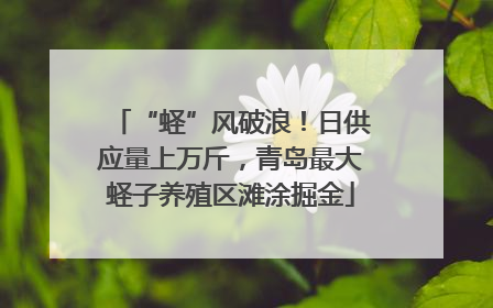 “蛏”风破浪！日供应量上万斤，青岛最大蛏子养殖区滩涂掘金