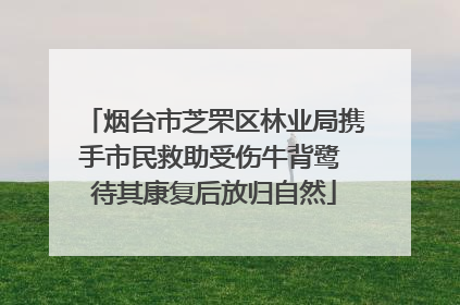 烟台市芝罘区林业局携手市民救助受伤牛背鹭 待其康复后放归自然