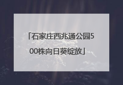 石家庄西兆通公园500株向日葵绽放