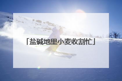 盐碱地里小麦收割忙