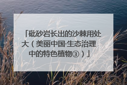 砒砂岩长出的沙棘用处大（美丽中国·生态治理中的特色植物③）