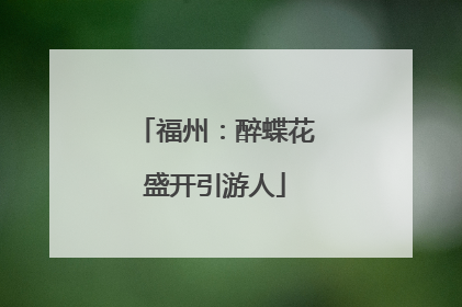 福州：醉蝶花盛开引游人
