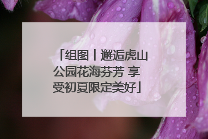 组图丨邂逅虎山公园花海芬芳 享受初夏限定美好