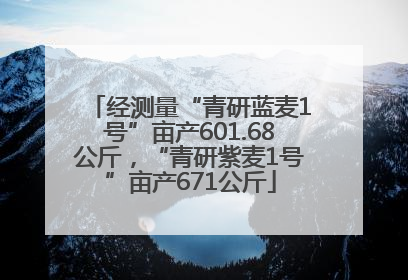 经测量“青研蓝麦1号”亩产601.68公斤，“青研紫麦1号”亩产671公斤