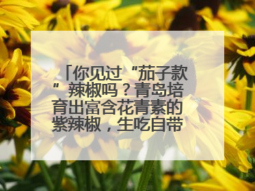 你见过“茄子款”辣椒吗？青岛培育出富含花青素的紫辣椒，生吃自带水果甜