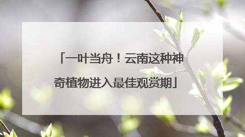 一叶当舟！云南这种神奇植物进入最佳观赏期