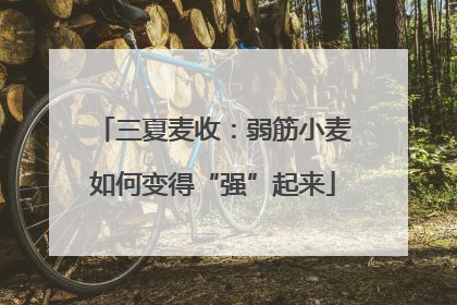 三夏麦收：弱筋小麦如何变得“强”起来