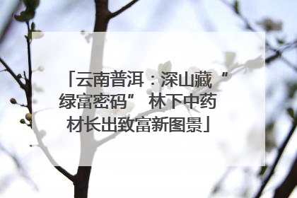 云南普洱：深山藏“绿富密码” 林下中药材长出致富新图景