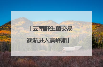 云南野生菌交易逐渐进入高峰期