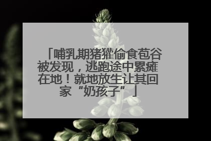 哺乳期猪獾偷食苞谷被发现，逃跑途中累瘫在地！就地放生让其回家“奶孩子”