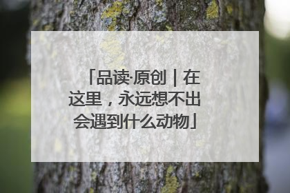 品读·原创｜在这里，永远想不出会遇到什么动物