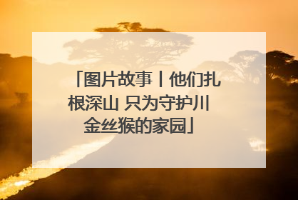 图片故事丨他们扎根深山 只为守护川金丝猴的家园