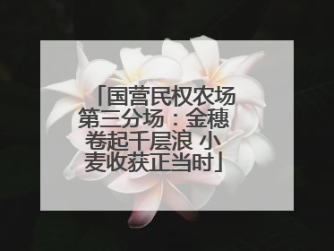 国营民权农场第三分场：金穗卷起千层浪 小麦收获正当时