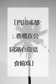 四川成都：苍鹭在公园湖心岛觅食嬉戏