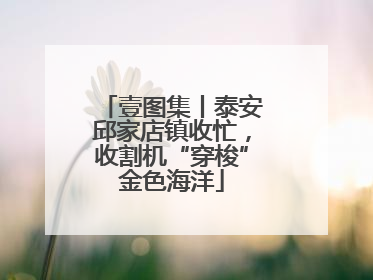 壹图集丨泰安邱家店镇收忙，收割机“穿梭”金色海洋
