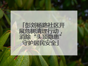 彭刘杨路社区开展危树清理行动，消除“头顶隐患”守护居民安全