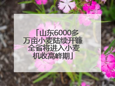 山东6000多万亩小麦陆续开镰 全省将进入小麦机收高峰期