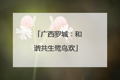 广西罗城：和谐共生鹭鸟欢