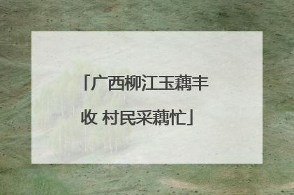 广西柳江玉藕丰收 村民采藕忙