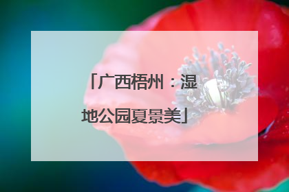 广西梧州：湿地公园夏景美