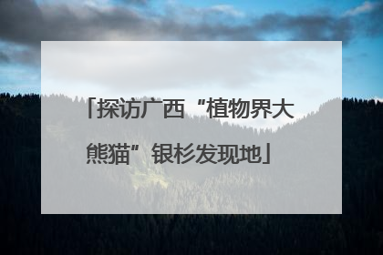 探访广西“植物界大熊猫”银杉发现地