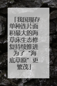 我国现存单种连片面积最大的海草床生态修复持续推进 为了“海底草原”更繁茂