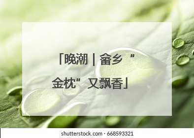晚潮｜畲乡“金枕”又飘香