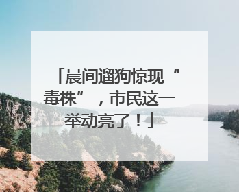 晨间遛狗惊现“毒株”，市民这一举动亮了！