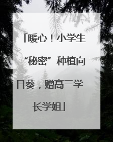 暖心！小学生“秘密”种植向日葵，赠高三学长学姐