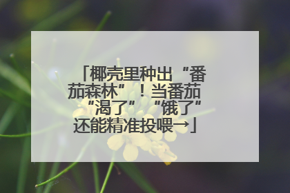 椰壳里种出“番茄森林”！当番茄“渴了”“饿了”还能精准投喂→