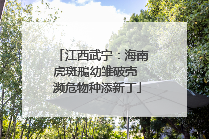 江西武宁：海南虎斑鳽幼雏破壳 濒危物种添新丁