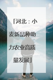 河北：小麦新品种助力农业高质量发展