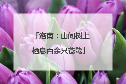 洛南：山间树上栖息百余只苍鹭