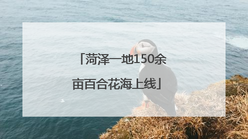 菏泽一地150余亩百合花海上线