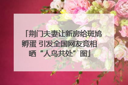 荆门夫妻让新房给斑鸠孵蛋 引发全国网友竞相晒“人鸟共处”图