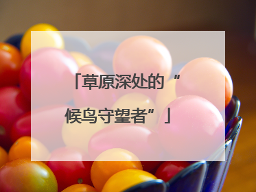 草原深处的“候鸟守望者”