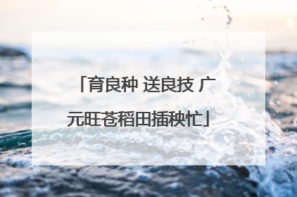 育良种 送良技 广元旺苍稻田插秧忙