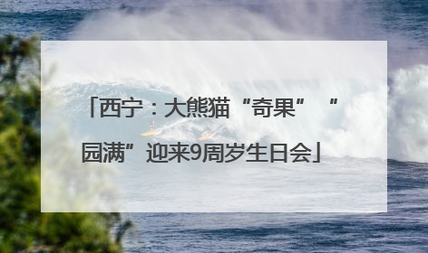 西宁：大熊猫“奇果”“园满”迎来9周岁生日会