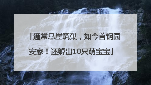 通常悬崖筑巢，如今首钢园安家！还孵出10只萌宝宝