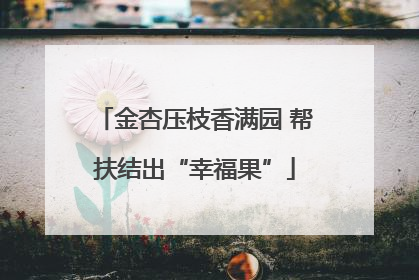 金杏压枝香满园 帮扶结出“幸福果”