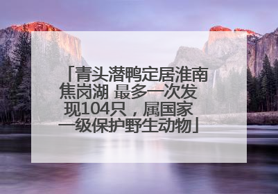 青头潜鸭定居淮南焦岗湖 最多一次发现104只，属国家一级保护野生动物