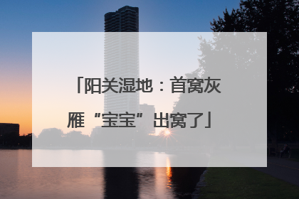 阳关湿地：首窝灰雁“宝宝”出窝了