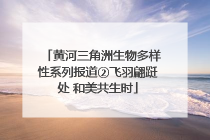 黄河三角洲生物多样性系列报道②飞羽翩跹处 和美共生时
