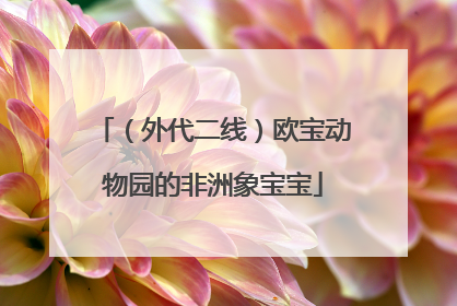 （外代二线）欧宝动物园的非洲象宝宝