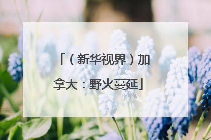 （新华视界）加拿大：野火蔓延