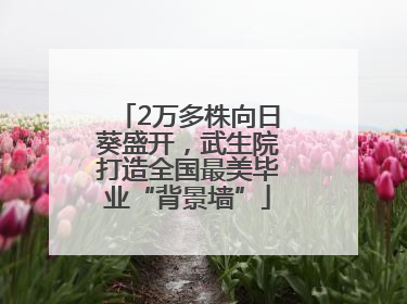 2万多株向日葵盛开，武生院打造全国最美毕业“背景墙”