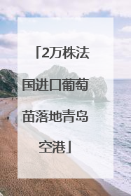 2万株法国进口葡萄苗落地青岛空港